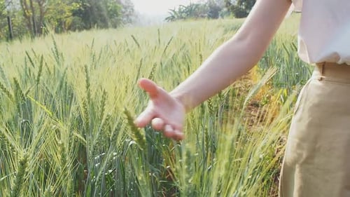 Green barley ears with woman hand touching barley ears at sunset time.