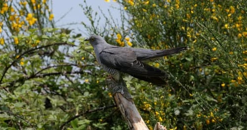 Common Cuckoo, cuculus canorus, Adult in Flight, Normandy in France, Real Time 4K