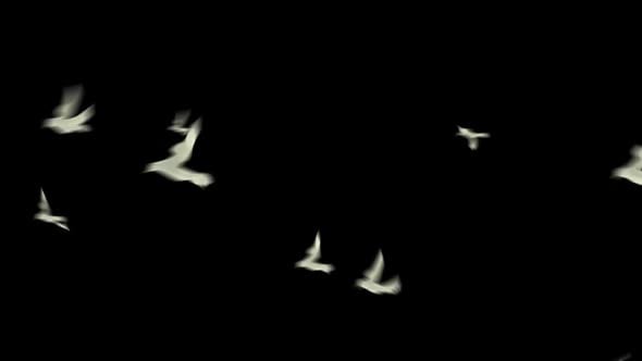 Flying Birds Looping Animation with Embedded Alpha Channel, Elements ...
