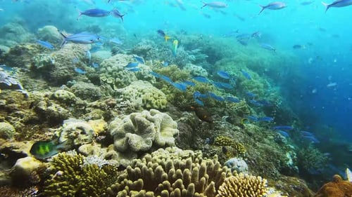 Coral reef, ocean and nature for fish by underwater, swimming or tropical ecology with sustainable