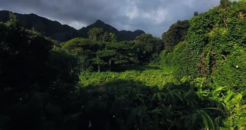 Grand paysage aérien de feuillage hawaïen