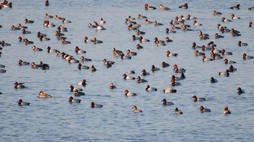 Viele Enten schwimmen zufällig im Wasser.