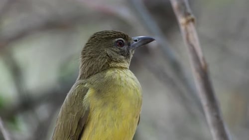 Close Up Of Yellow-bellied Bulbul Perching In The Forest