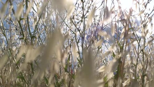 La luz del sol entra por las ramas de las hojas