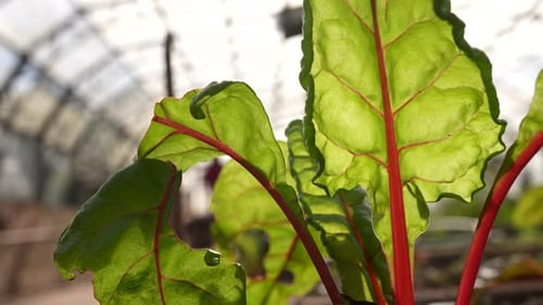Close-up of Chard