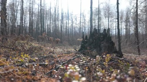Beerensträucher und ein alter Baumstumpf im Frühlingswald von Jakutien