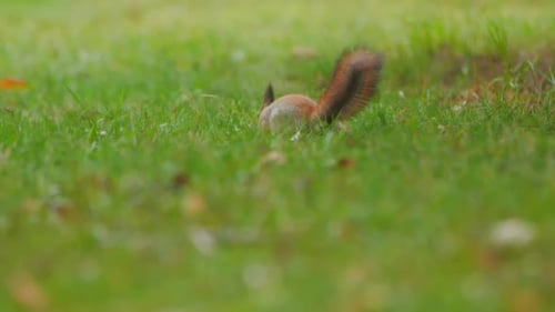 Eichhörnchen sucht im grünen Gras oder Rasen im Park nach Nahrung