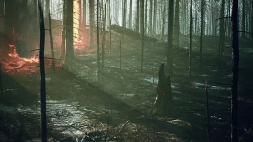 Forest Fire with Fallen Tree is Burned to the Ground