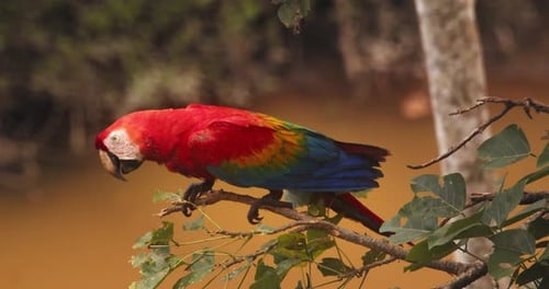 Single Scarlet sitzt am Amazonas und putzt seinen Schnabel mit dem schlammigen Fluss im Hintergrund.