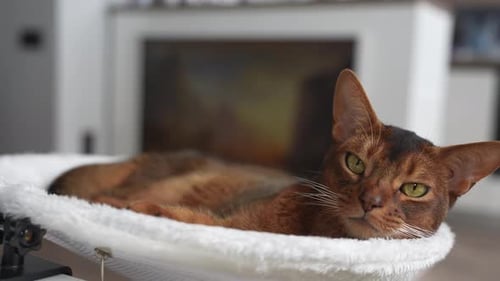 Abyssinian Cat Relaxing on White Hammock in Cozy Indoor Setting