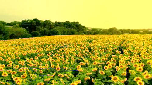 Aerial View of Sunflower Field