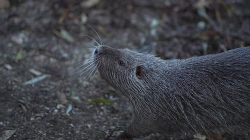 Nutria interactúa con el concepto humano de conexión entre humanos y vida silvestre