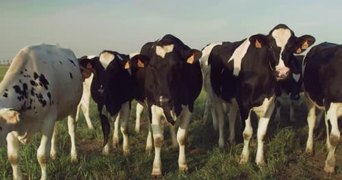 Tracking Shot of A Cattle Walking Towards the Camera in an Open Green Field. Cows Use
