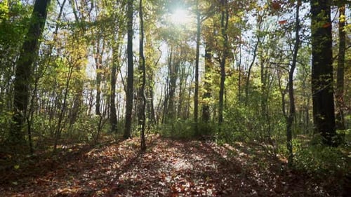 Forest with autumn leaves and sunlight filtering through the trees
