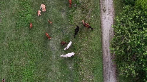 Aerial drone view of cows grazing grass in pasture