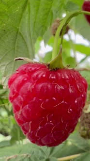 Fresh Red Raspberries Growing Beautifully on the Vine Ready for Picking ...