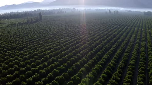 Aerial View of Expansive Green Citrus Grove