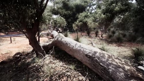 Trees and Stones in Australian Desert