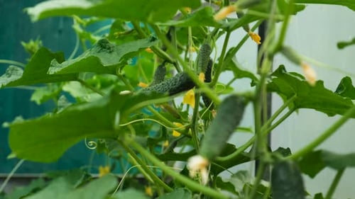 Cucumbers Growing in a Greenhouse Selective Focus