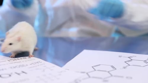 Scientist working with samples and rat at table in laboratory, closeup. Camera moving left