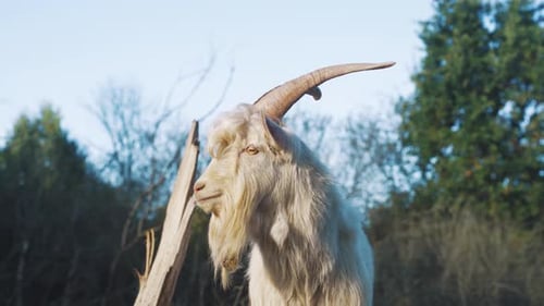 La majestueuse chèvre se dresse fièrement dans un magnifique cadre naturel entouré par le paysage luxuriant de
