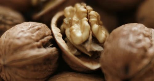Close-up of freshly harvested walnuts