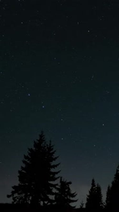 Lap de temps d'étoiles en mouvement au-dessus d'une forêt