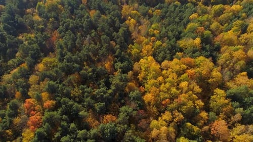 Autumn Colored Mixed Forest