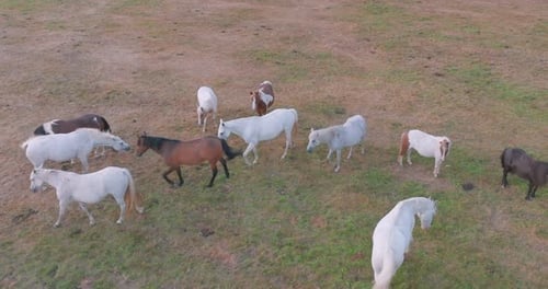 Wild Horses Standing on the Beautiful Green Grass