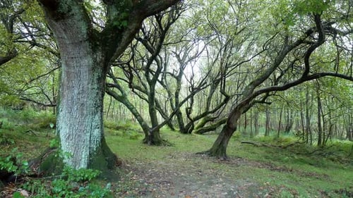 Spooky woodland trail in daytime forest wilderness autumn foliage