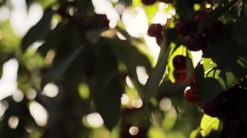 Ralenti gros plan de cerises mûres accrochées à des branches d'arbres au soleil