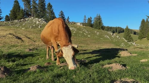 Free Range Cow Grazing in Mountain Meadow Landscape