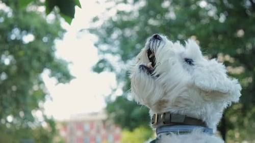 Cute White Dog Receiving Affection in the Park