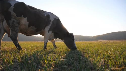 Cow Standing Among Field and Eating Grass with Bright Sunlight at Background