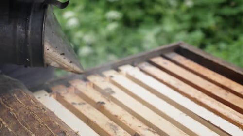 Beekeeper Inspecting Honeycomb Frames with Bees