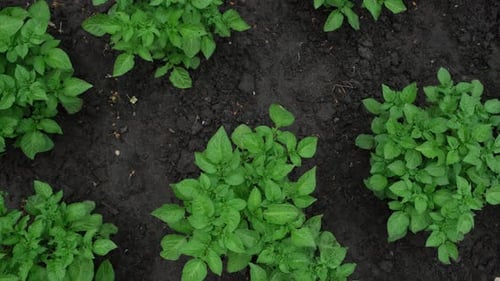 Growing Potato Plants in Garden Overhead Shot