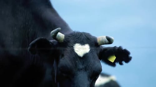 Holstein cow grazing contentedly on lush green pasture at a milk farm