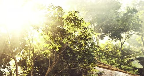 La lumière du soleil filtre à travers des arbres luxuriants dans un cadre forestier dynamique