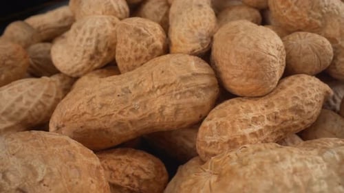 Erdnüsse in Schalen, makrobewegliches, schmackhaftes Lebensmittelprodukt, das in vielen Rezepten wie Pralinen, Saucen und
