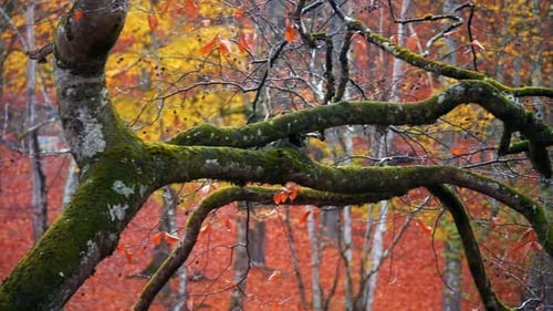 Herbst