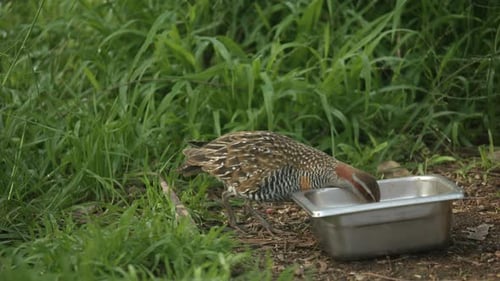 Patterned Rail Bird Feeding in the Green Grass
