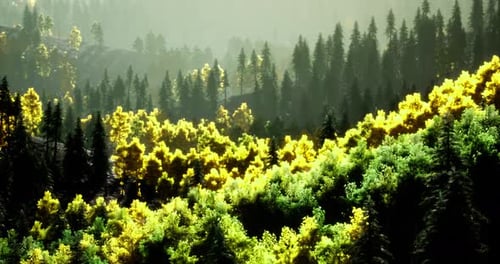 Paysage forestier majestueux aux couleurs vives à l'aube dans la sérénité de la nature