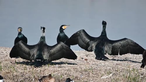 Vögel rasten und fressen in einem Naturschutzgebiet in Spanien
