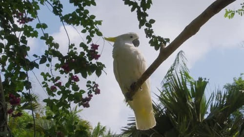 A still shot of a White cockatoo perched gracefully on a branch, with the sky and lush green tree br