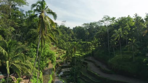 Tegallalang Rice Terraces, Bali, Indonesia