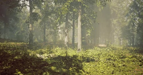 Lush Forest with Sunlight Filtering Through Dense Tree Canopy in Morning Mist