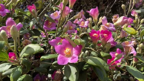 Coastal flowers in summer bloom