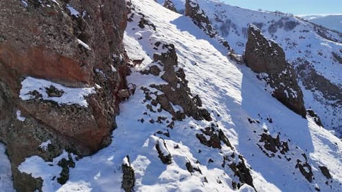 Mountain Goats