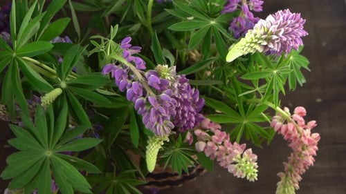 Bouquet de fleurs de lupin avec boutons violets et roses