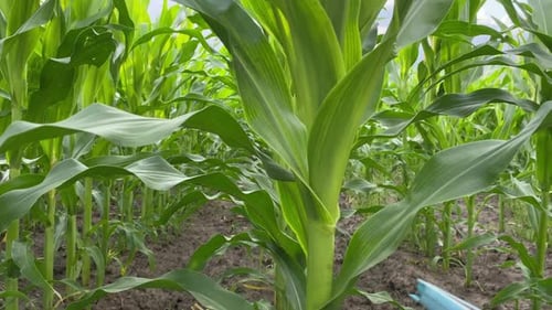Female Agronomist Analyzing Corn Field at Sunset with Digital Tablet